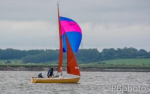 Squib Avocet